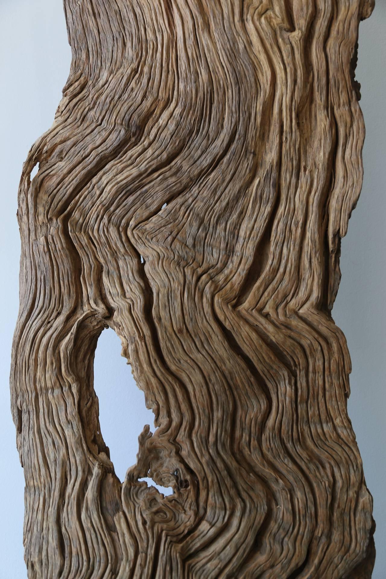 Natural Root Form on Stand 1