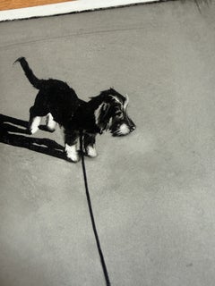 On the line. Dog. Black. Black and white. small. contrast. shadow. dachshund