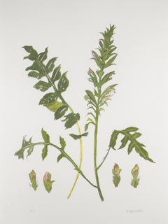Wildblume (Acanthus) – Elizabeth Blackadder, botanischer Blumensiebdruck aus dem 20. Jahrhundert
