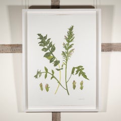 Wildblume (Acanthus) – Elizabeth Blackadder, botanischer Blumensiebdruck aus dem 20. Jahrhundert