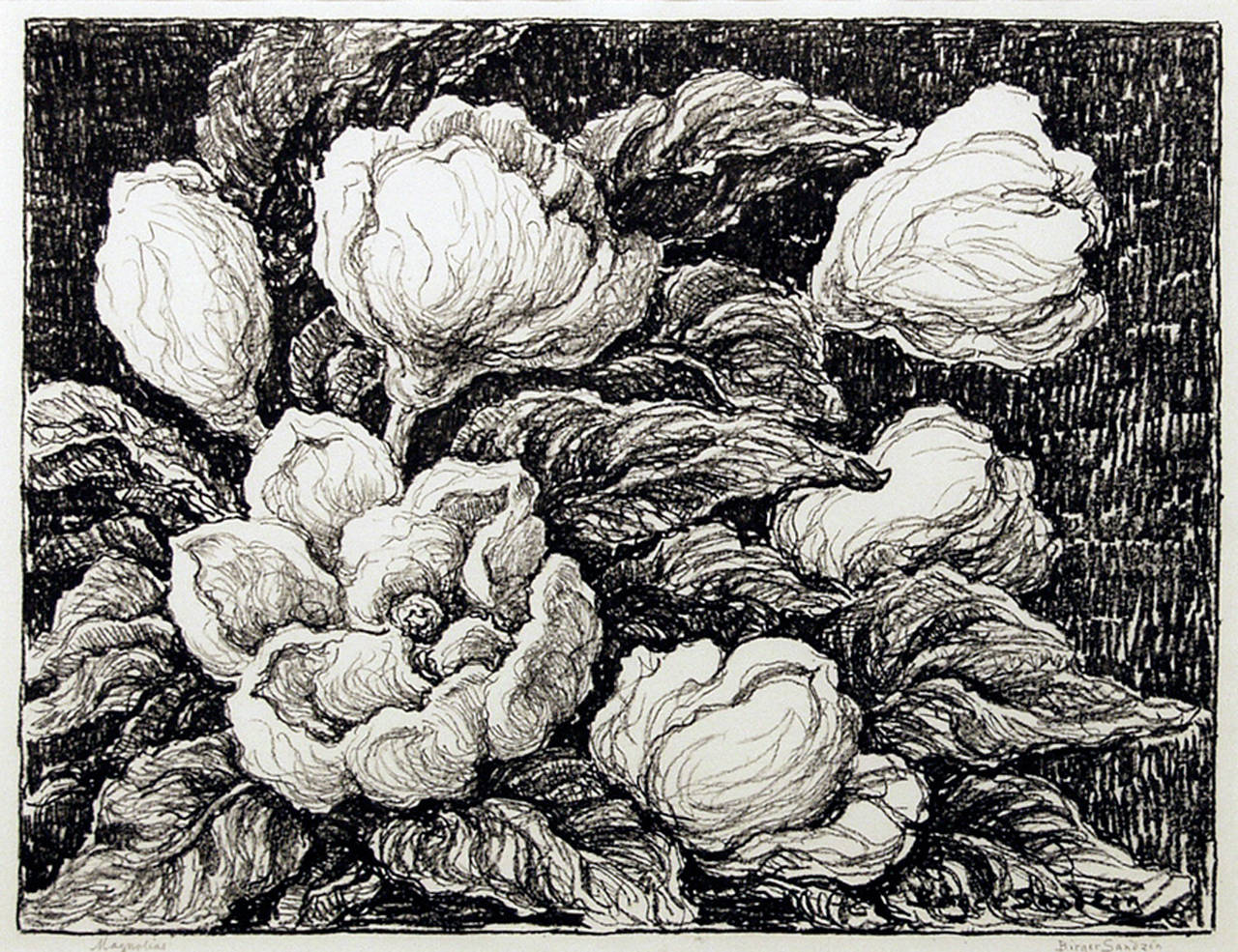 Magnolias - Art by Birger Sandzen