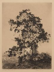 Ragged Pines (Colorado) 12