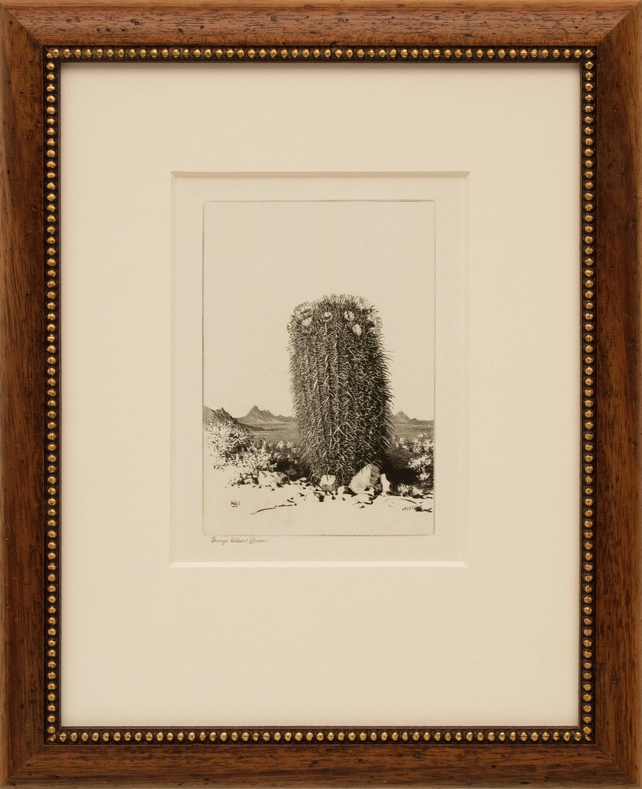 Barrel Cactus, Arizona; edition of 40 - Print by George Elbert Burr