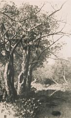 Untitled (Creek and Trees)