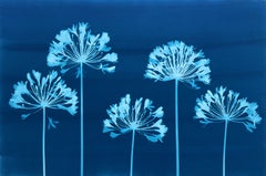 Five Blue Agapanthus (original cyanotype, 24 x 36 inches)