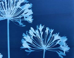 Five Blue Agapanthus (original cyanotype, 24 x 36 inches)