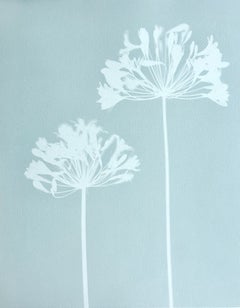 Agapanto Celadon (cianotipia stampata a mano, 21,5 x 17 pollici)