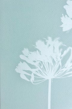 Agapanthe « Celadon » (cyanotype imprimé à la main, 21,5 x 17 pouces)