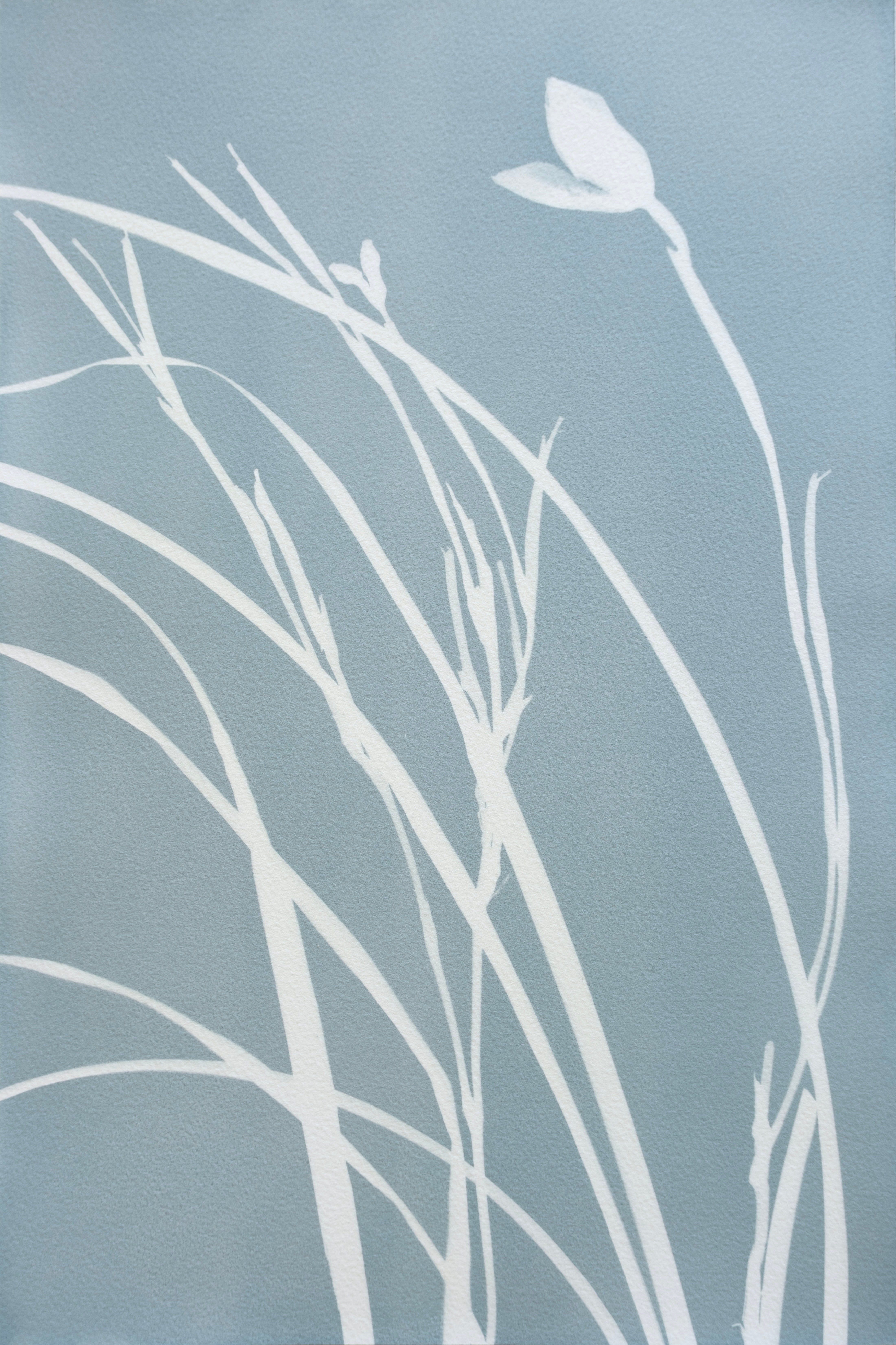 Silver Iris II (18 x 12 inch original gray cyanotype)
