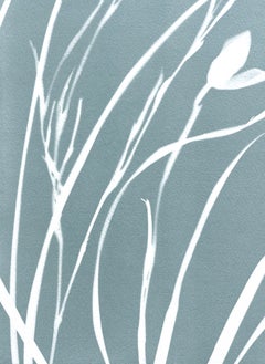 „Silver Iris I“ (Original-Cyanotypie, 18 x 12 Zoll, grau)