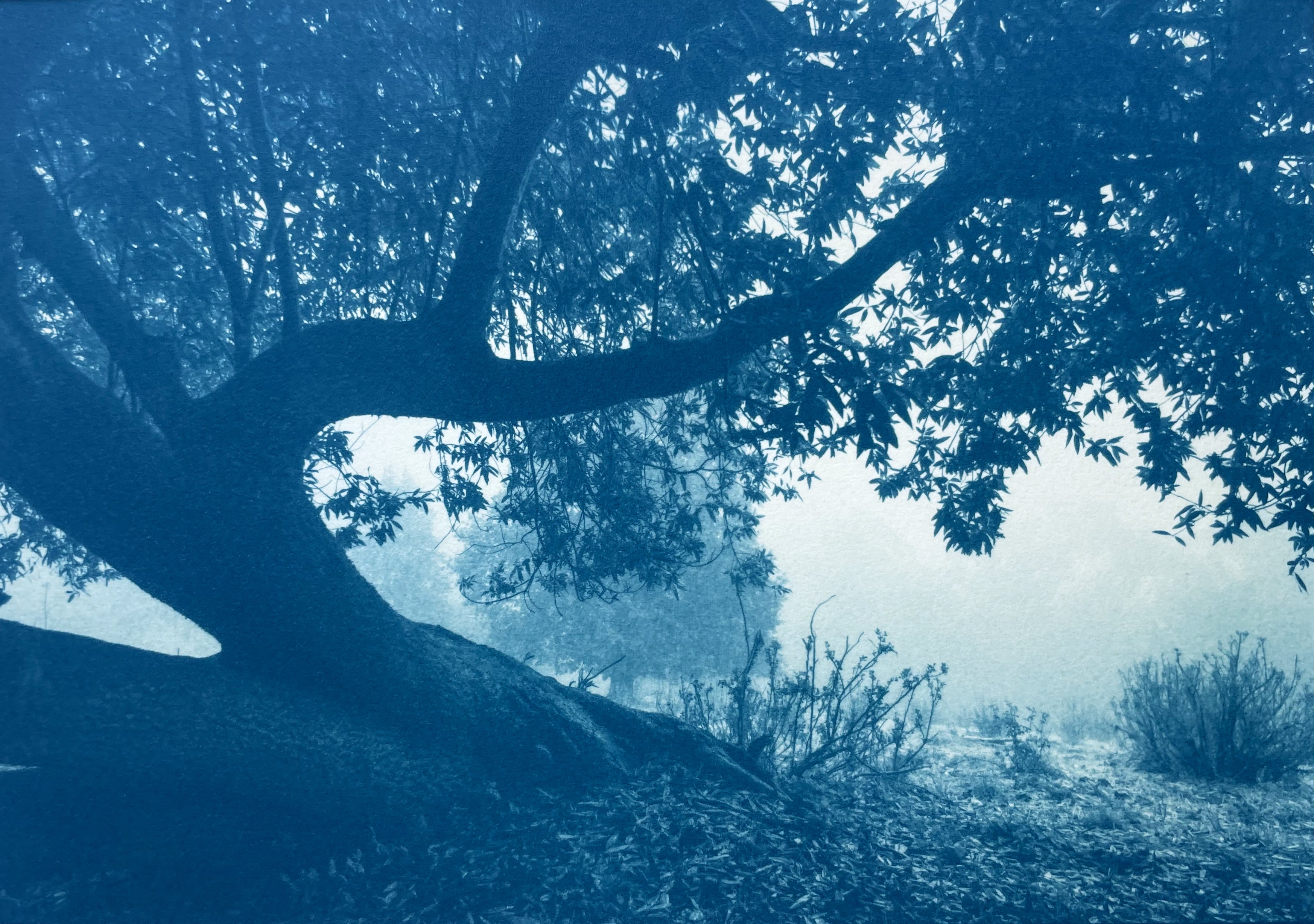 White Morning (cyanotype, 7.25 x 11 in., ed. 1/3, Landscape)