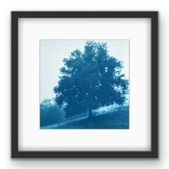 „White Morning Oak“ (Zyanotypie, 8,5 x 8,5 Zoll) Künstlerproof