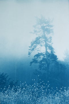 „Wildblumen und Kiefern II“, Auflage 1 von 5 (handgedruckte Cyanotypie, 24 x 16 Zoll)