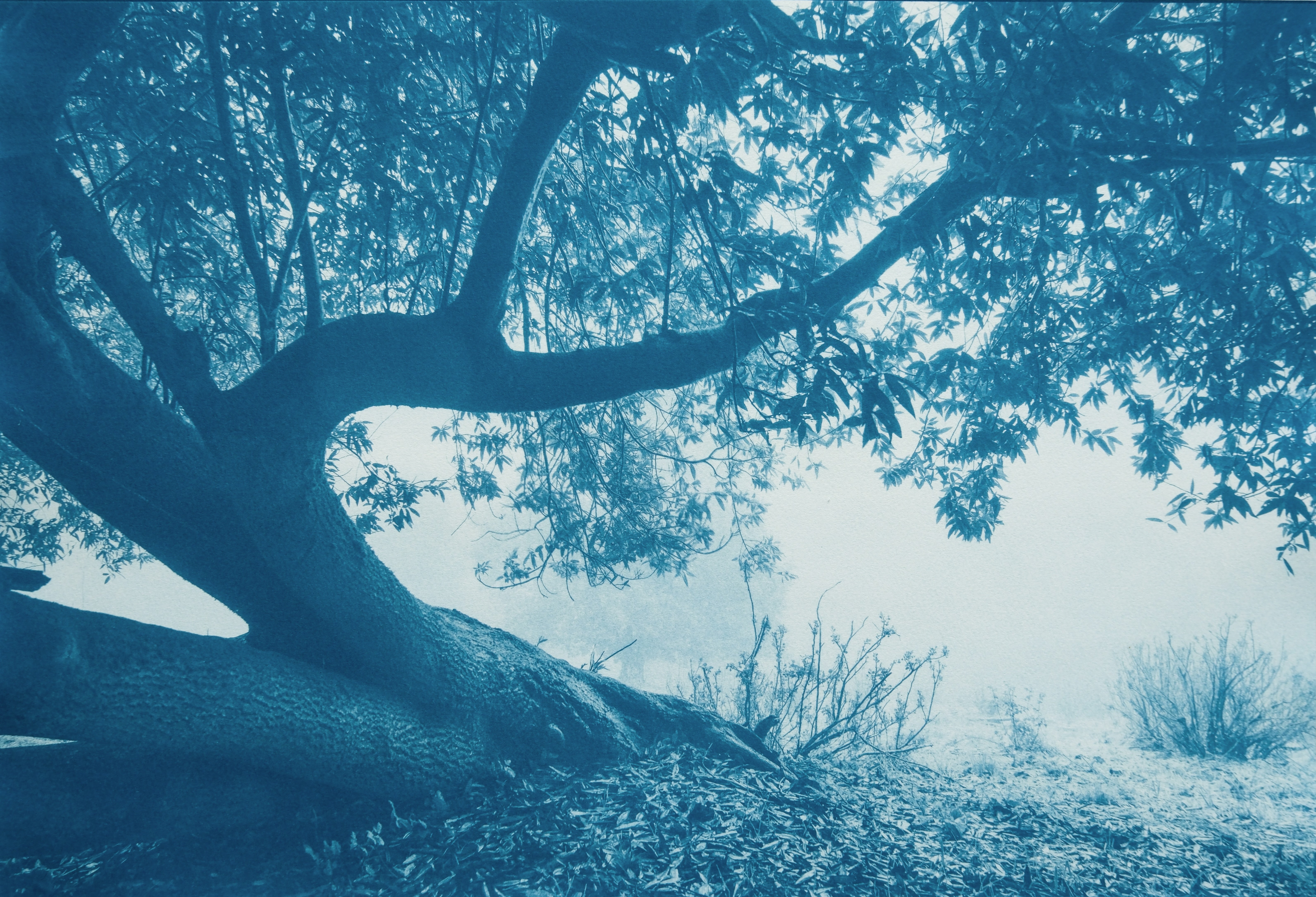 White Morning (cyanotype, 16 x 24  in., ed. 1 of 5)