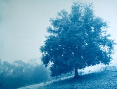 „White Morning Oak“ (Cyanotypie, 18 x 24 Zoll, Nr. 1 von 5)