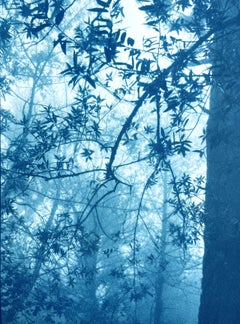 «The Forest Beckons», edición 1 de 6 (cianotipo impreso a mano, 24 x 16 pulgadas)
