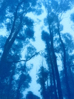« Mighty Eucalyptus » (cyanotype, 8,5 x 11 pouces, éd. 1/3, format paysage)
