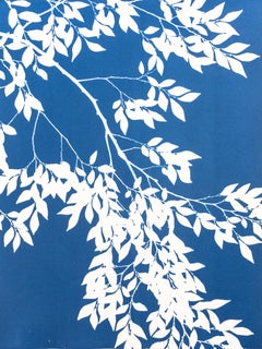 Moonlight Chinese Elm ( 24 x 18 inch original botanical cyanotype)
