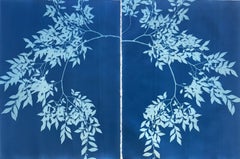Blue Chinese Elm Diptych (Two original 30 x 22 inch botanical cyanotypes)