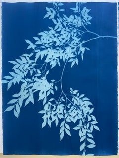 Blue Chinese Elm Diptych (Two original 30 x 22 inch botanical cyanotypes)