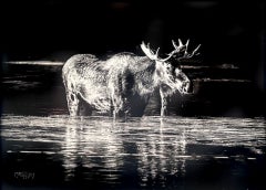 Moose