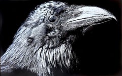 Raven Portrait