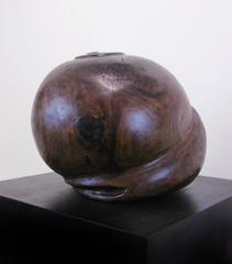Moon Snail
