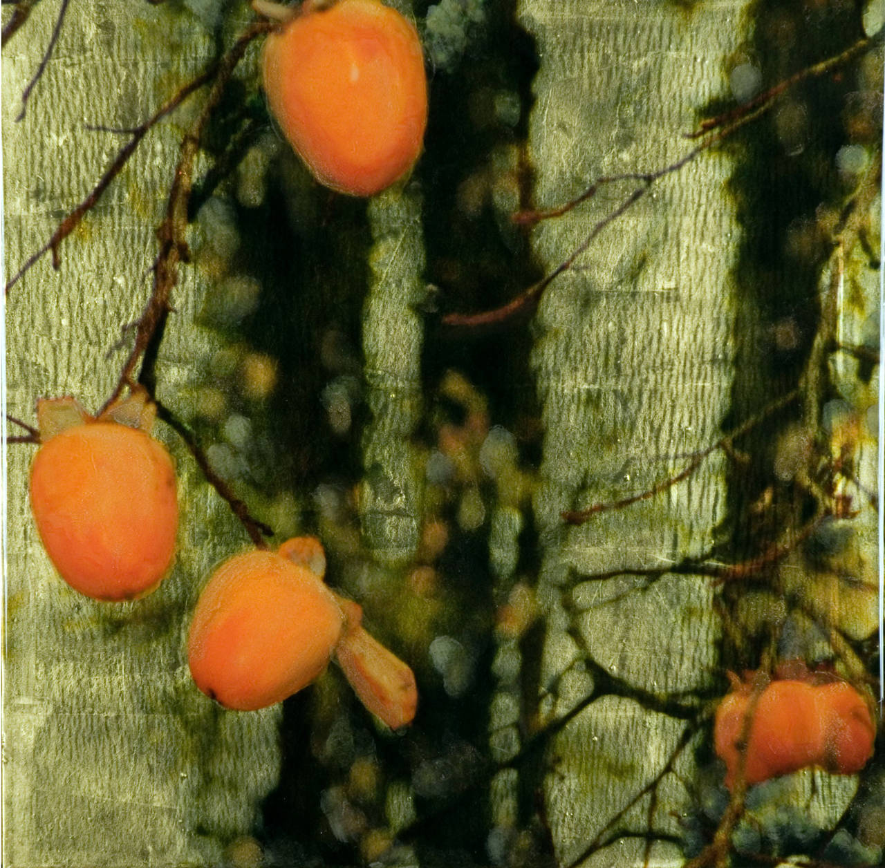 Susan Goldsmith Landscape Painting - PERSIMMONS- PENGROVE I, plants, orange fruit, green nature background