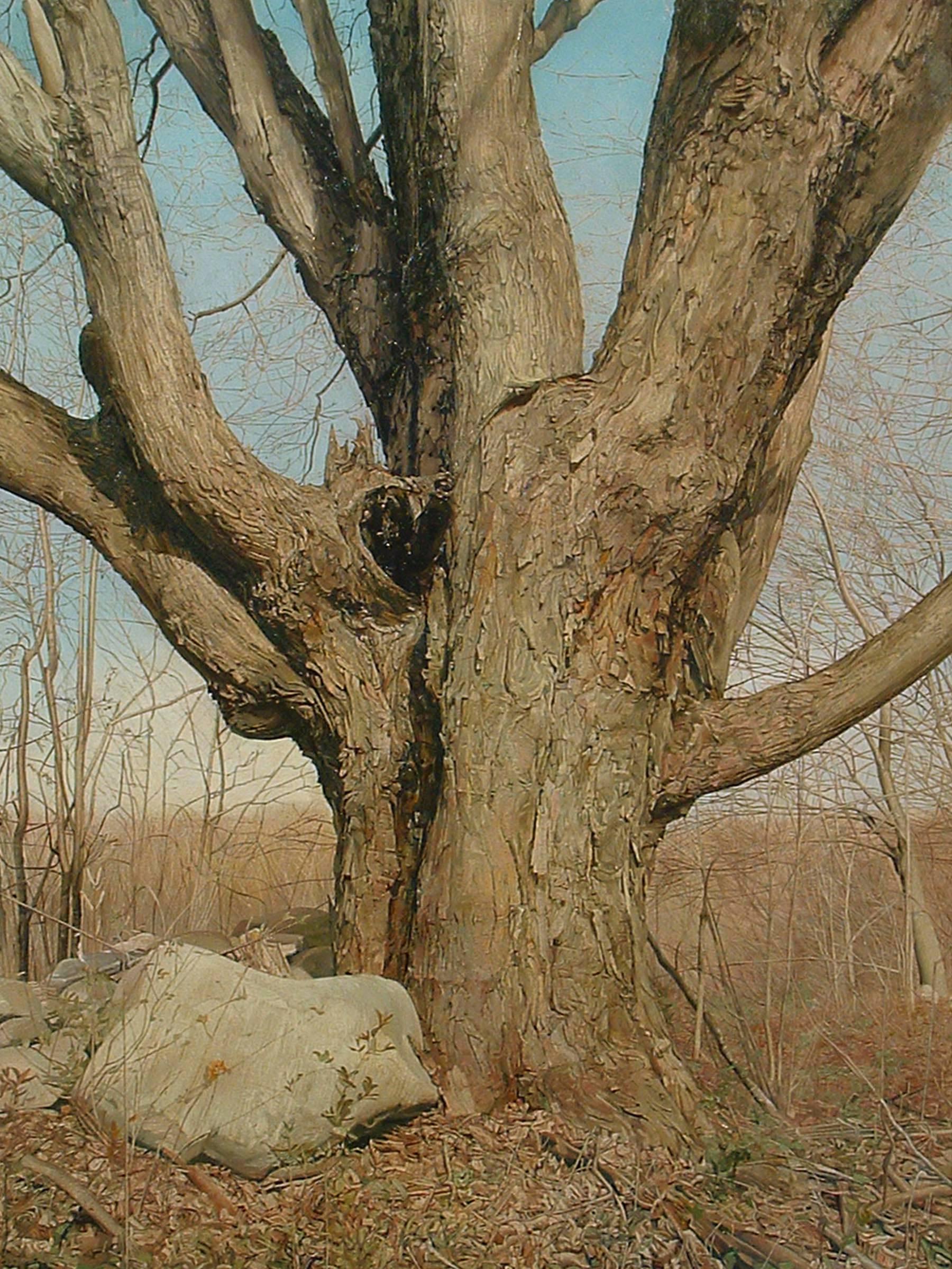Trey Friedman Landscape Painting - TREES ON A LINE #1, tree in the forest, old tree, photo-realism, wood, bark
