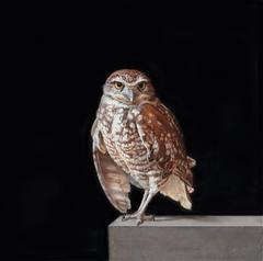 Rescued Burrowing Owl