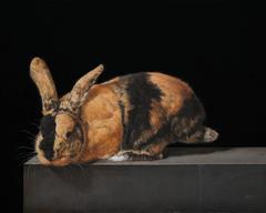 A Harlequin Rabbit On A Ledge