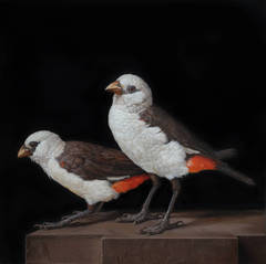 A Pair of Buffalo Weavers