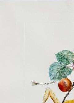 Abricot chevalier (Apricot Knight)