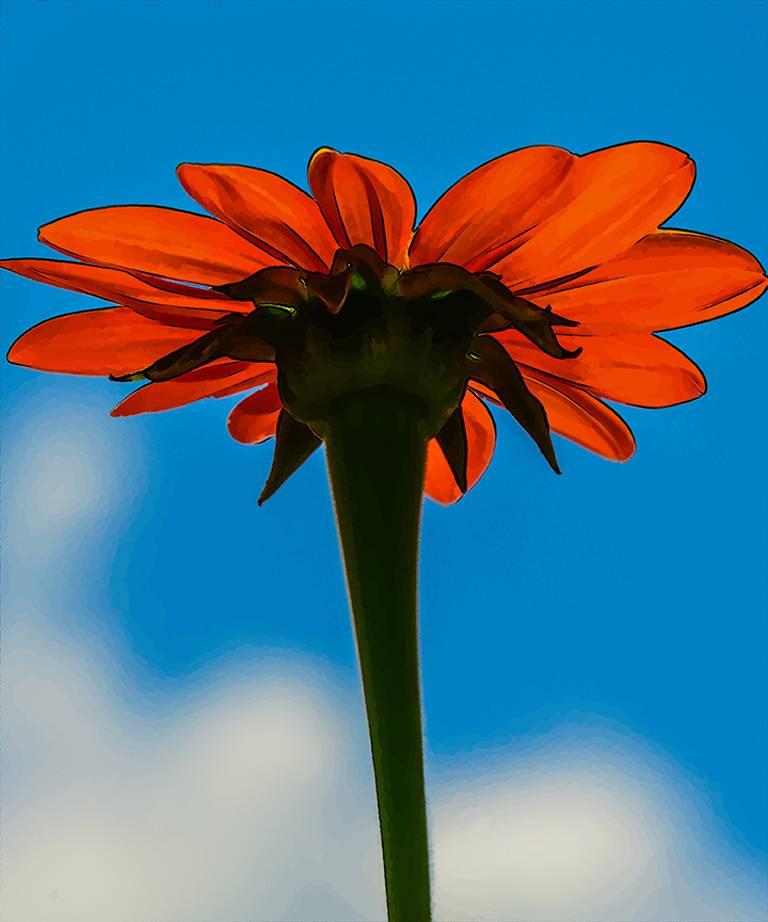 Mac Titmus Landscape Photograph - Skyflower