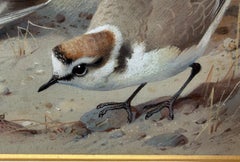 Archibald Thorburn, Ringed Plover, Turnstone and Kentish Plover, 1925, Watercolo