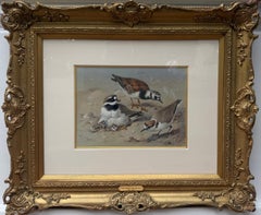 Archibald Thorburn, Ringed Plover, Turnstone and Kentish Plover, 1925, Watercolo