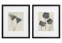 Neunteilige Serie „Urformen der Kunst“, Blattfotogravuren