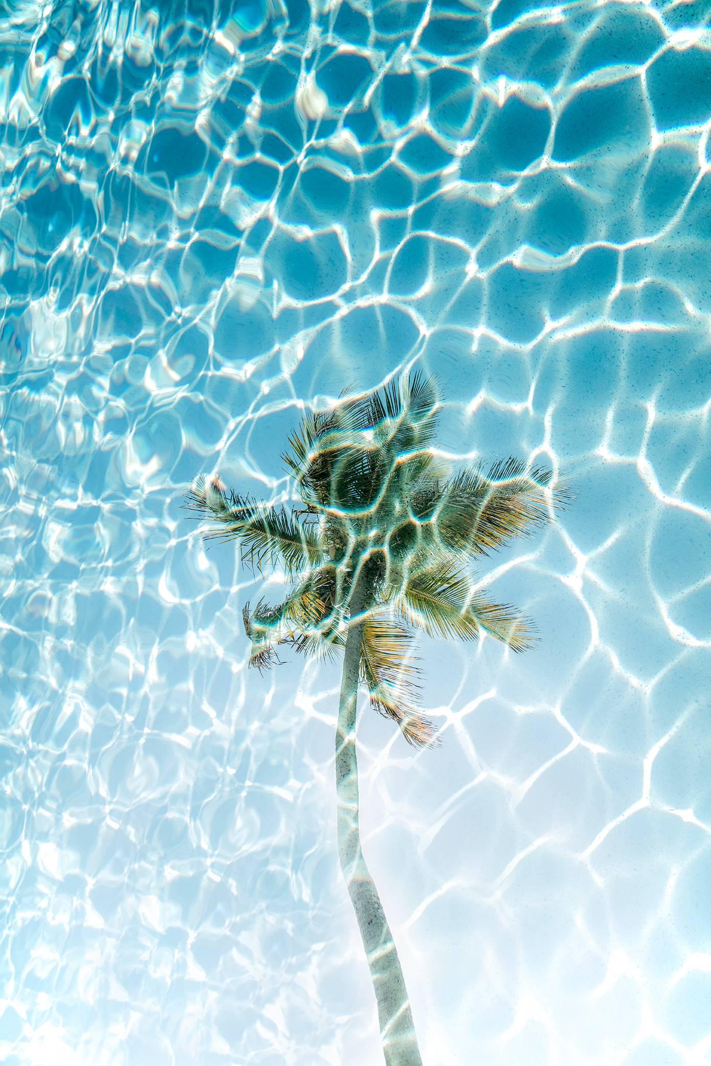 Chris Leidy Color Photograph - Palm Pool