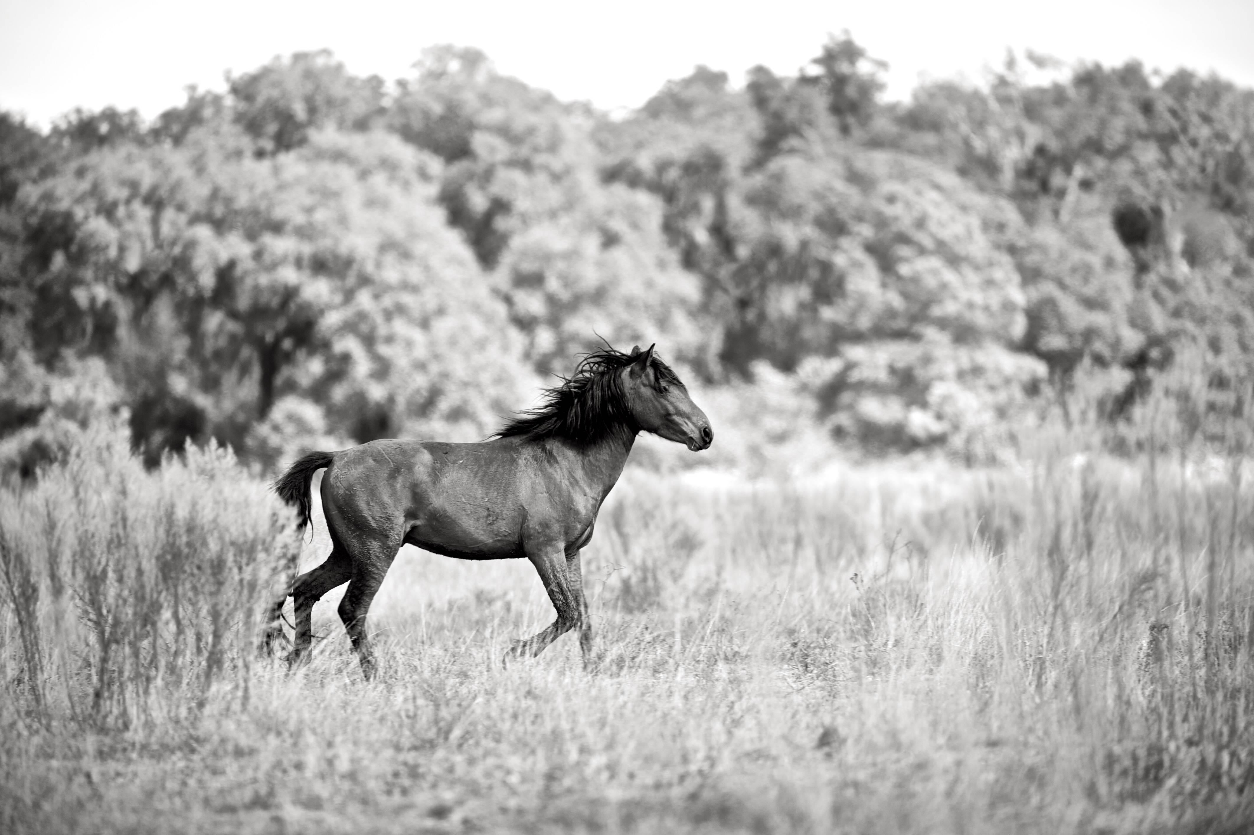 Anouk Krantz Figurative Photograph - Balthazar