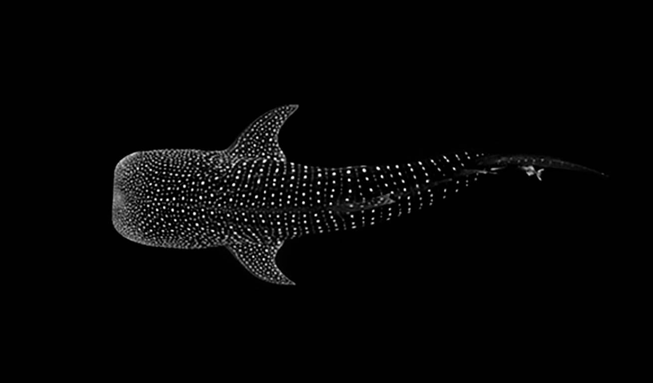Chris Leidy Animal Print - Black Diamonds