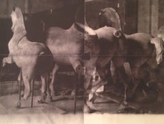 Horse Statues, Unseen Versailles, 1981