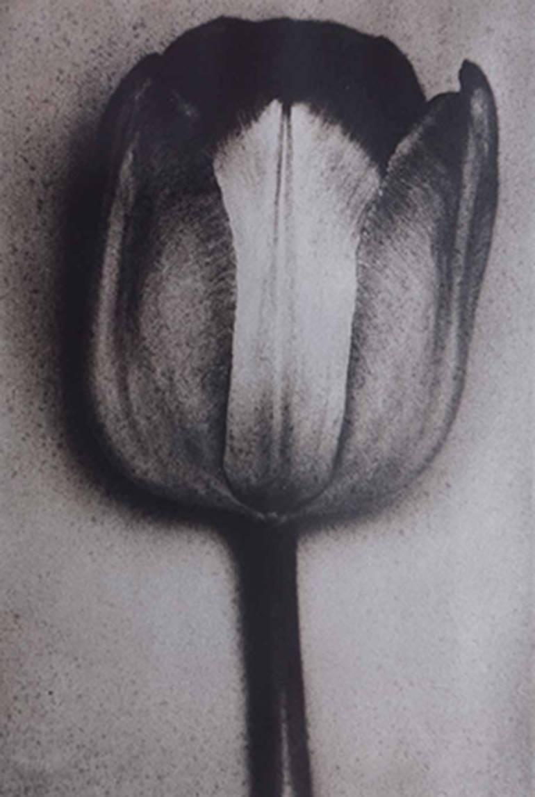 Sheila Metzner Black and White Photograph - Silver Tulip