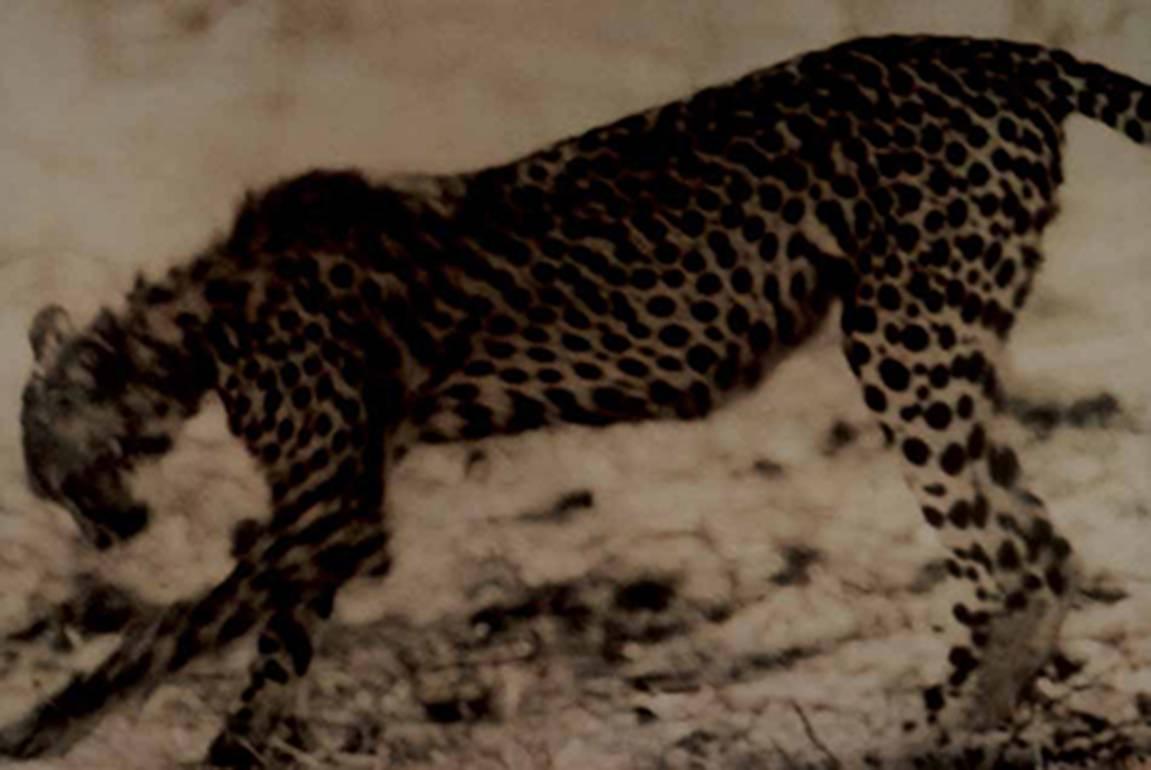 Sheila Metzner Color Photograph - Cheetah. Kenya. 