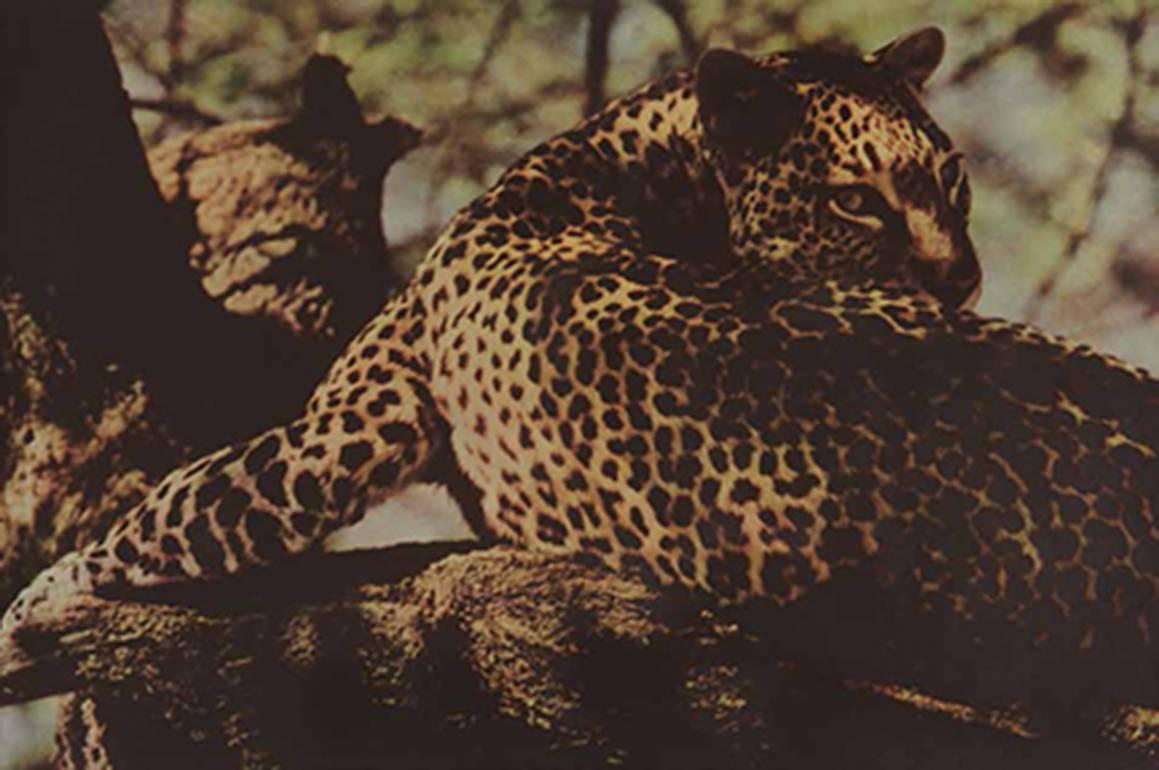 Color Photograph de Sheila Metzner - Leopardo. Kenia