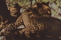 Leopard. Kenya
