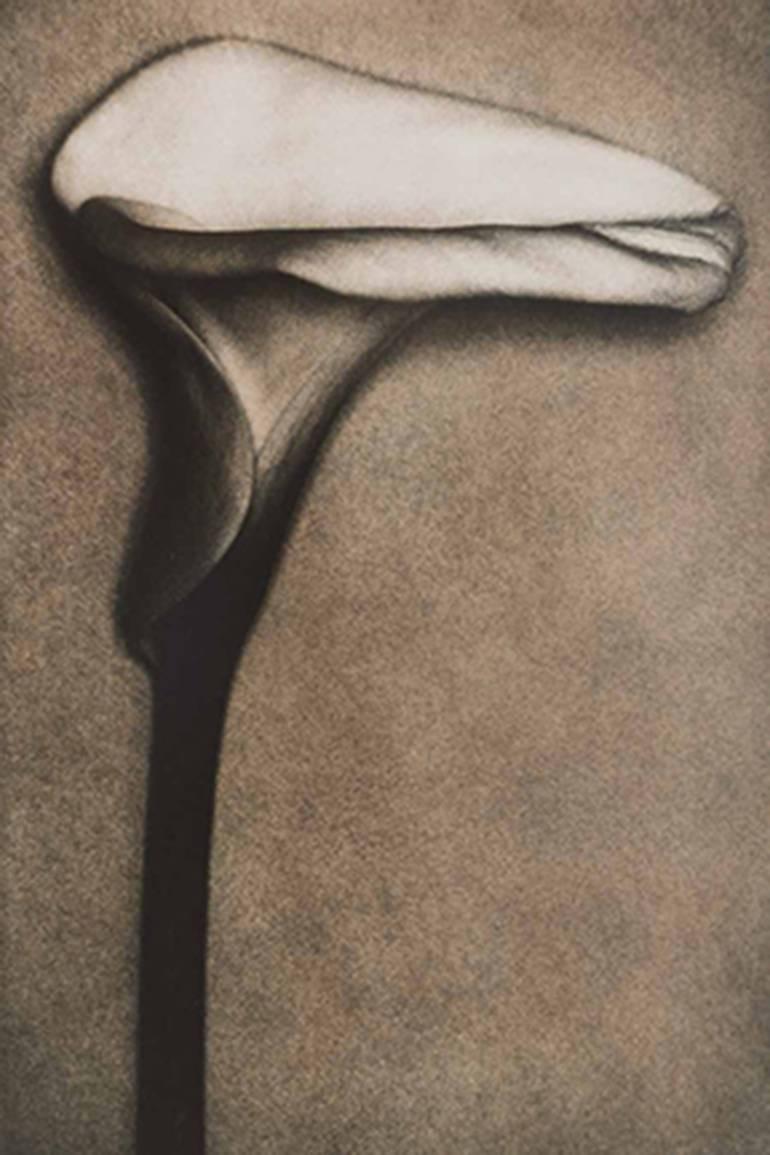 Calla - Photograph de Sheila Metzner