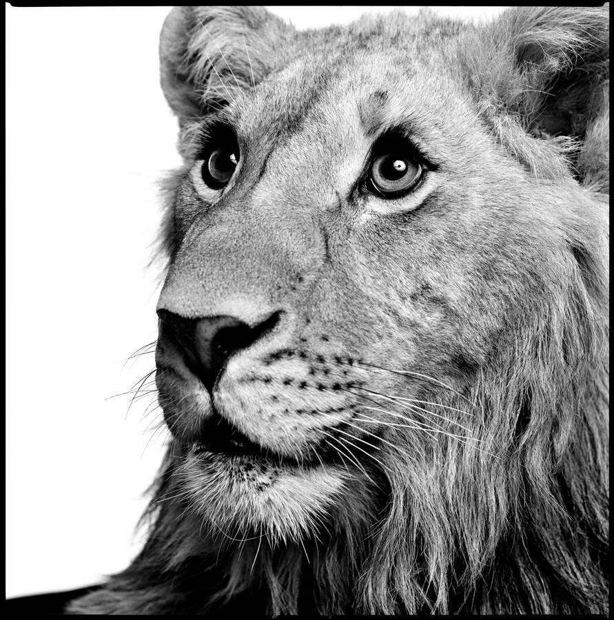 Patrick Demarchelier Black and White Photograph - Lion