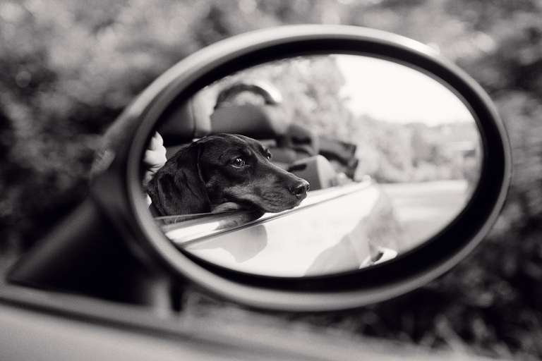 Priscilla Rattazzi Black and White Photograph - Lola, Rear View Mirror, East Hampton