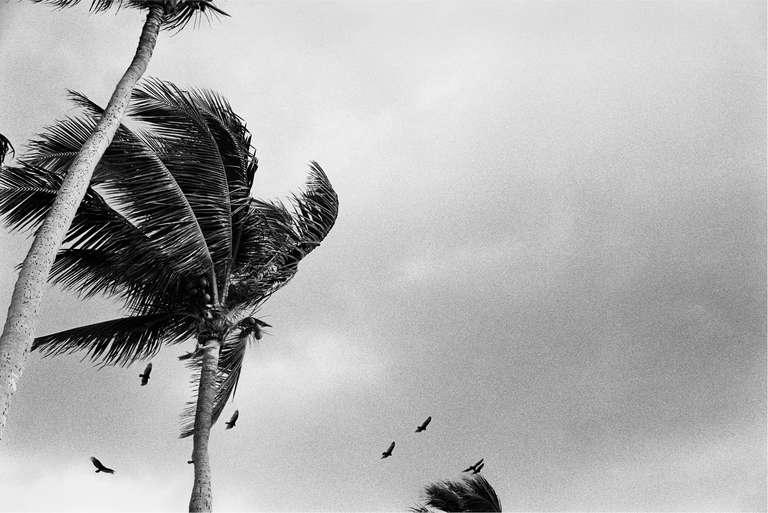 Priscilla Rattazzi Black and White Photograph - Hitchcock Palms I, II, III, and IV, Palm Beach