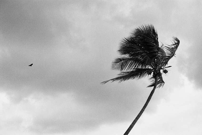 Hitchcock Palms I, II, III, and IV, Palm Beach - Photograph by Priscilla Rattazzi